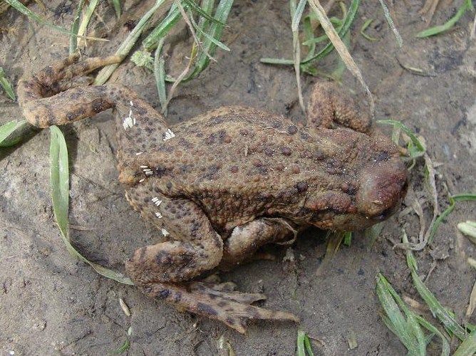 Gewone pad met op achterlijf eieren paddenvlieg (foto: Huub Don)