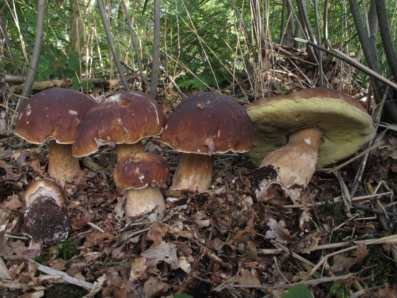 Gewoon eekhoorntjesbrood sl. (foto: Machiel Noordeloos)