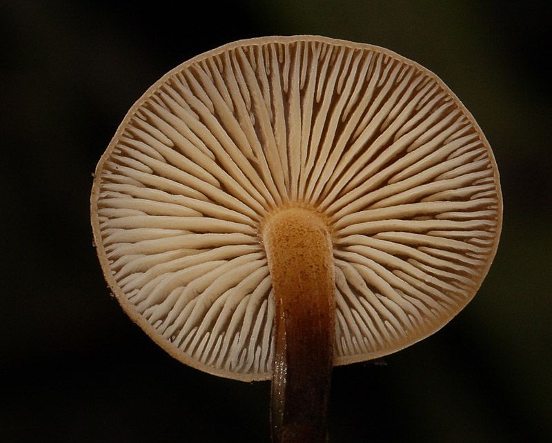 Gewoon fluweelpootje blijkt een verzamelnaam te zijn voor drie verschillende soorten, die je alleen met een microscoop van elkaar kan onderscheiden. (foto: Leo Janssen)