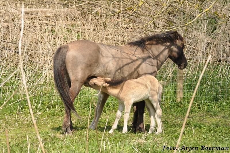 Leidmerrie Donna zoogt twee veulens, tel het aantal benen maar na (foto: Arjen Boerman)