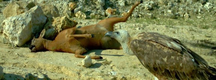 Door dode dieren op te ruimen helpen gieren de verspreiding van ziektes te beperken. (foto: ARK)