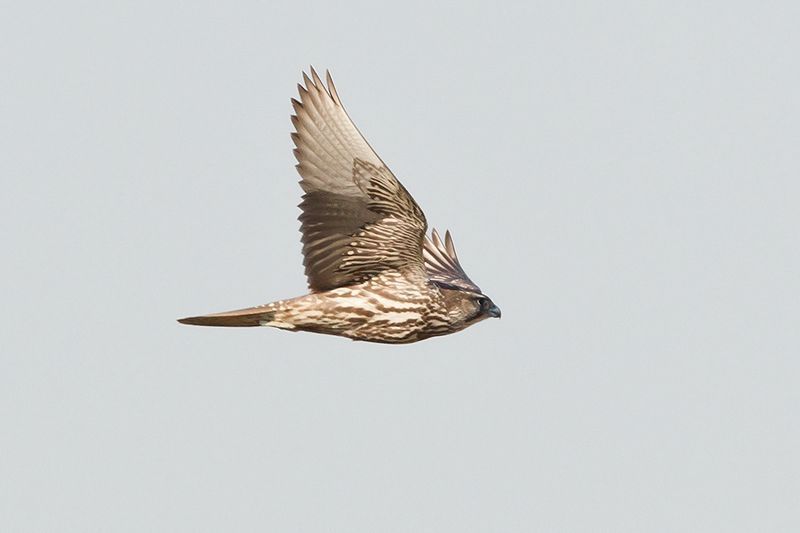 Uit gans België snelden vogelaars toe om deze krachtige roofvogel te bekijken (foto: Filip De Ruwe)