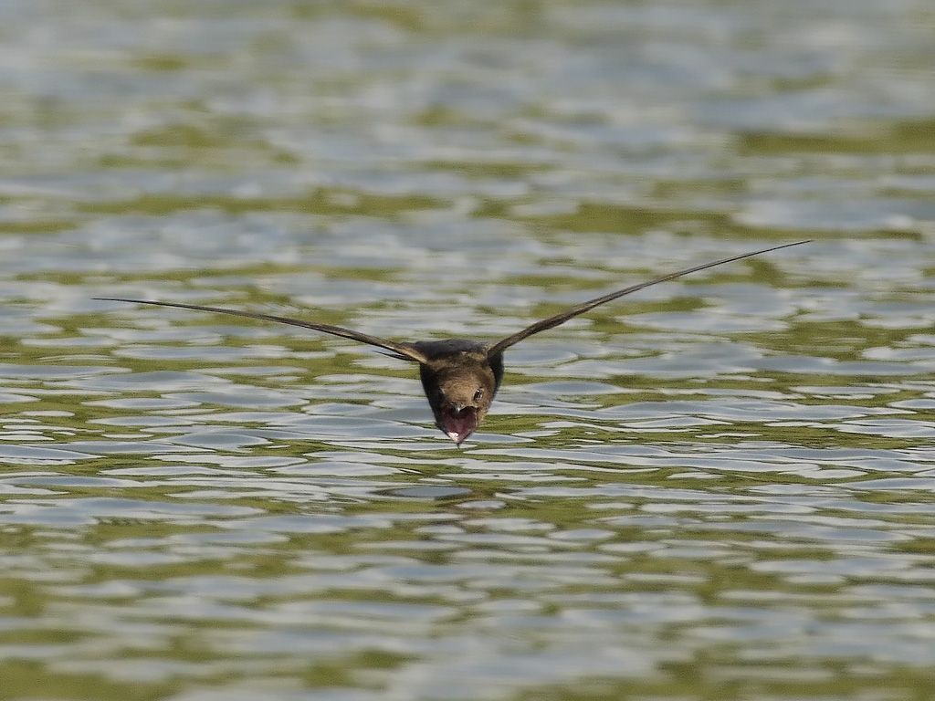 Tijdens een duikvlucht halen Gierzwaluwen topsnelheden tot 200 km per uur. (foto: Raymond De Smet)