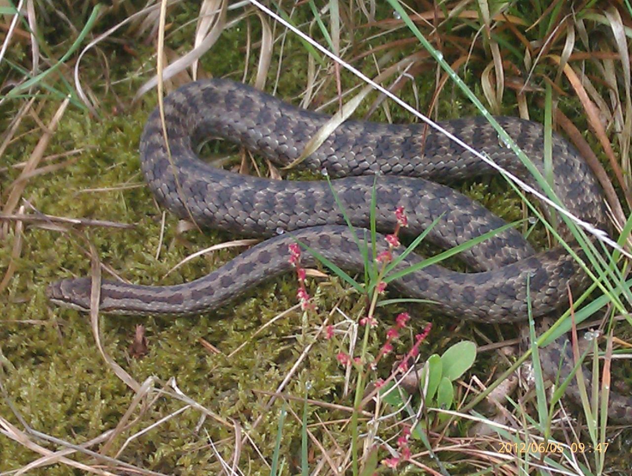 In de directe omgeving van het geplande ecoduct Kempengrens werd in 2012 een nieuwe populatie Gladde slang ontdekt. (foto: Ward Machielsen)