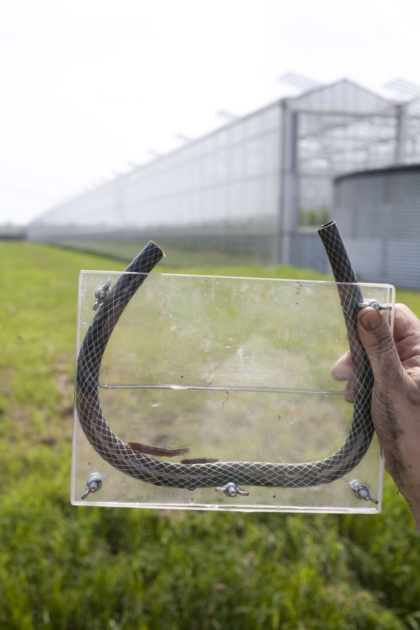 Jonge grote modderkruiper gevangen tussen de kassen in kleigebied West-Brabant (foto: Arthur de Bruin)