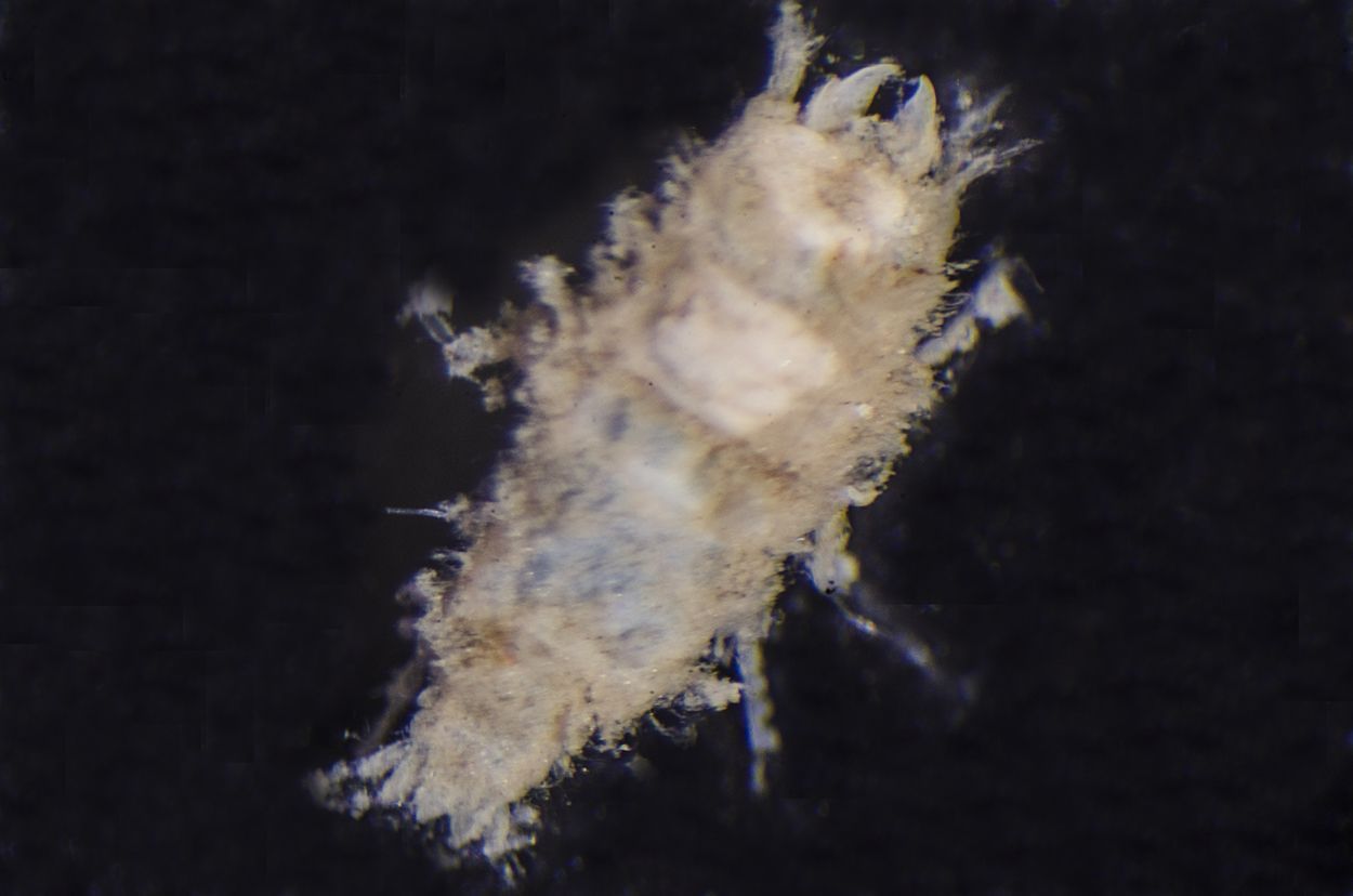 De 3 millimeter grote isopode Gnathia dentata werd in mei 2015 voor het eerst levend in de Nederlandse Noordzee aangetroffen op de Klaverbank (foto: Peter H van Bragt)