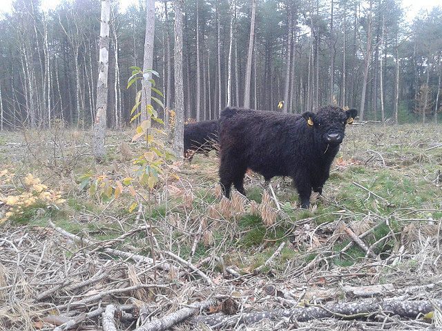 Galloways in hun winterse leefgebied in het Goois Natuurreservaat (foto: Chris Braat)