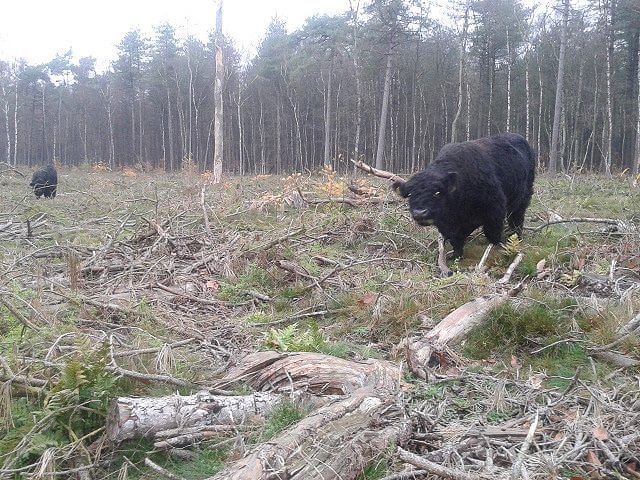 Galloways in hun winterse leefgebied in het Goois Natuurreservaat (foto: Chris Braat)