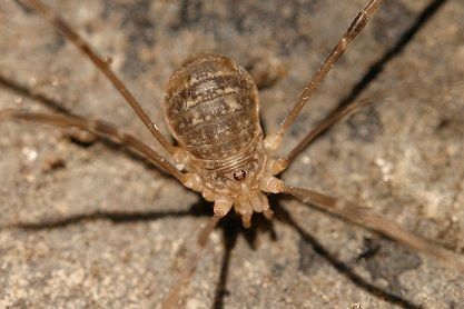 Hooiwagen Nelima gothica, vrouw (foto: Jinze Noordijk)