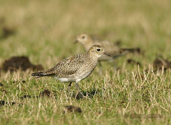 Goudplevieren foerageren op wormen in het grasland (foto: Ran Schols)