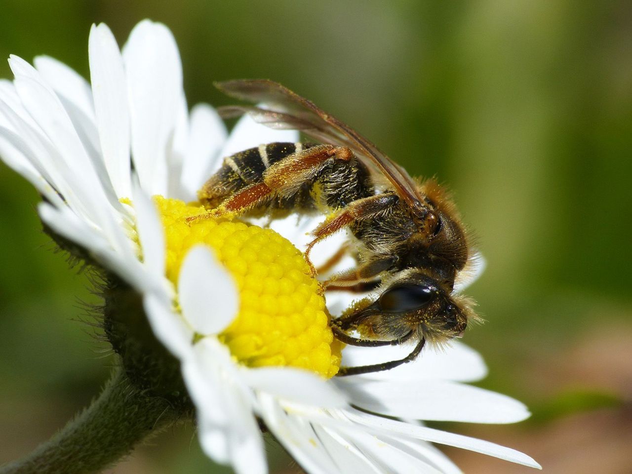 Vrouwtje goudpootzandbij op madeliefje (foto: Menno Reemer)