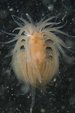 Zwemmend Goudstipje van de Belgische kust (foto: Peter H. van Bragt)