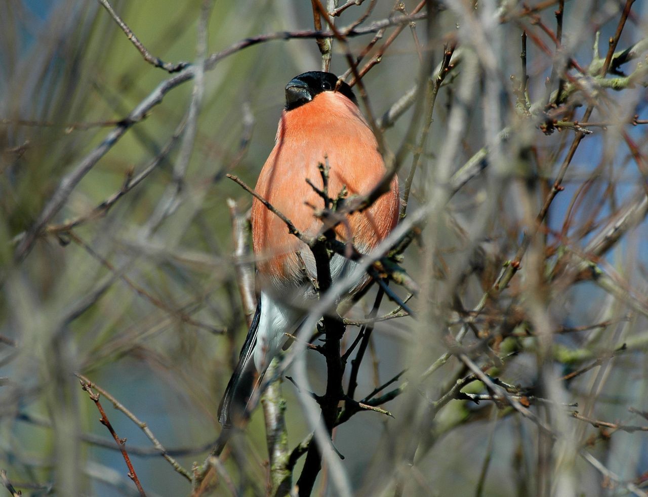 Goudvink (foto: Ruud van Beusekom, Vogelbescherming Nederland)