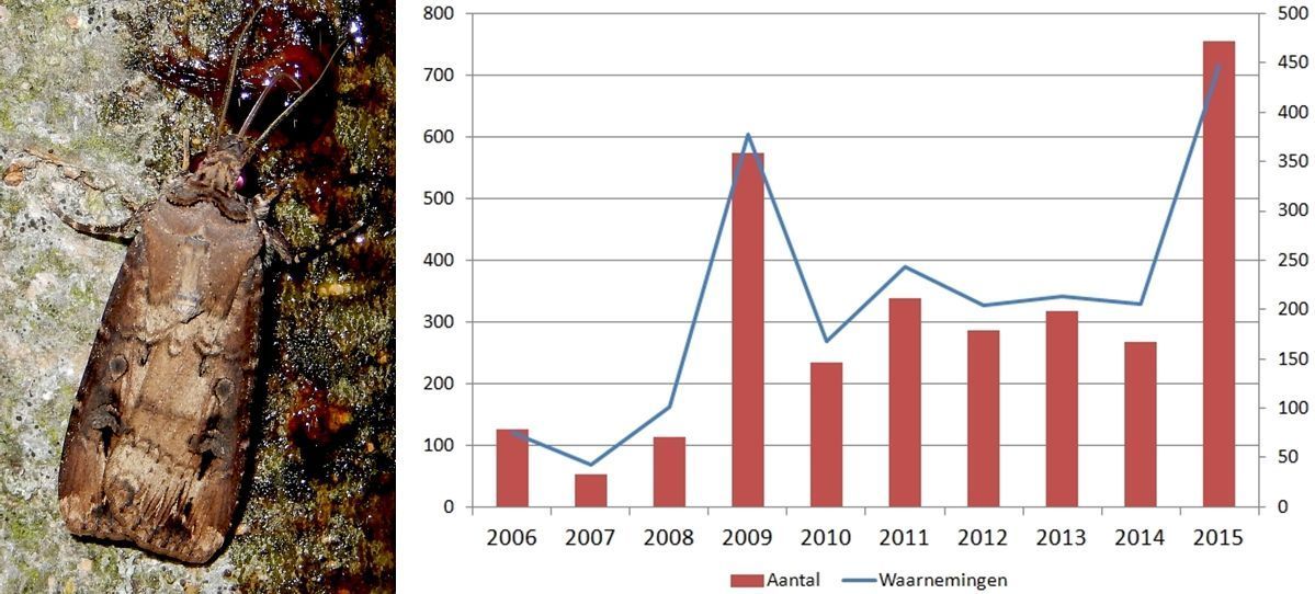 Grote worteluil, waarnemingen en aantal vlinders 2006 - 2015 (foto: Kars Veling, bron data: NDFF)