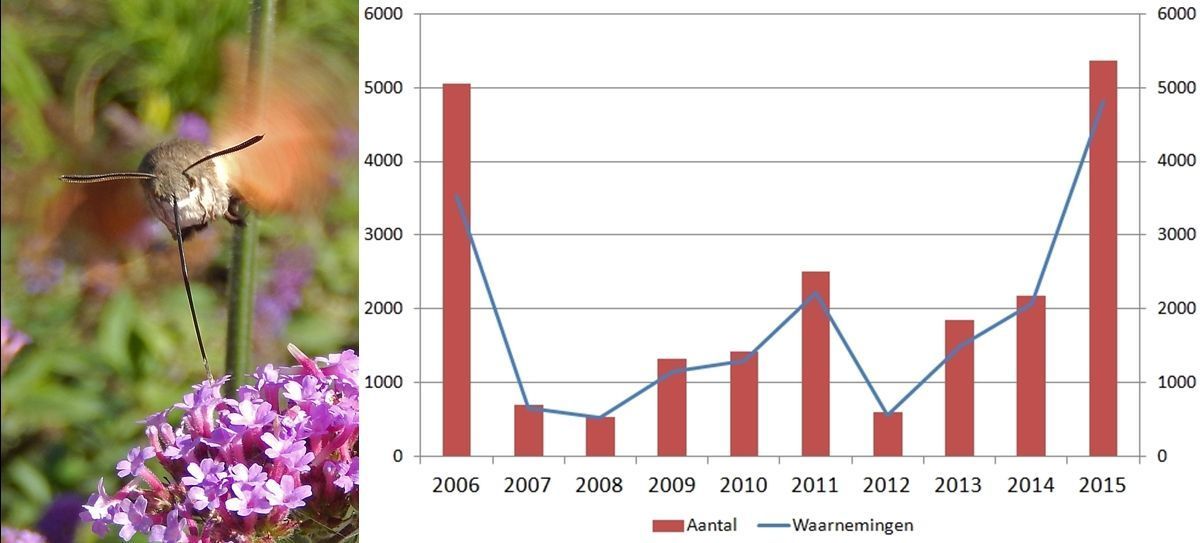 Kolibrievlinder, waarnemingen en aantal vlinders 2006 - 2015 (foto: Kars Veling, bron data: NDFF)