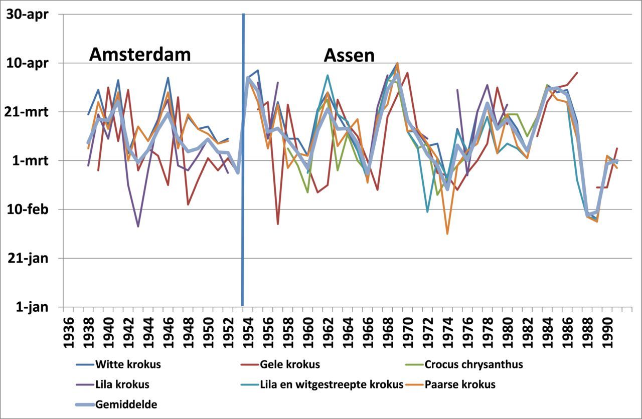 Eerste bloeidatum van zes krokussoorten in Amsterdam en Assen in de periode 1936 tot en met 1992 waargenomen door de heer H.M. Braaksma (figuur: De Natuurkalender)