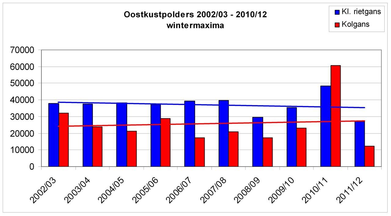 Zowel voor de Kolgans als de Kleine rietgans werden extreem lage aantallen geteld in 2012