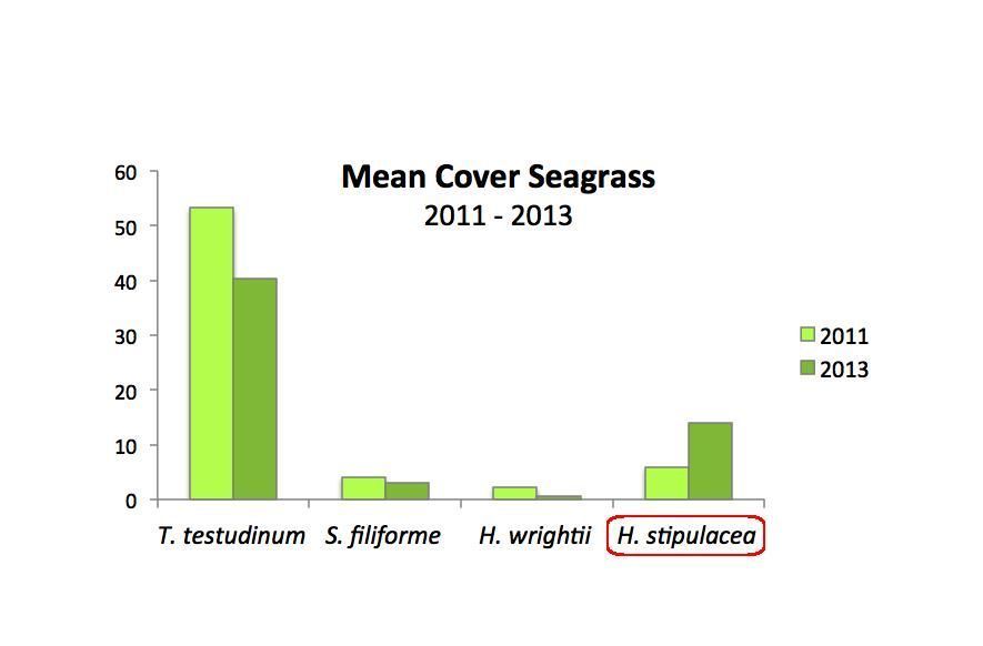 Mean cover four seagrass species in 2011 and 2013 (figure: DCNA)