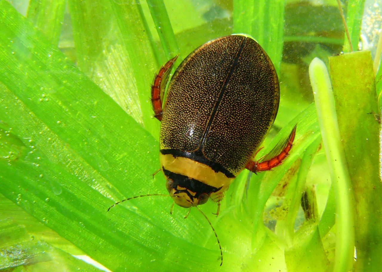 Gestreepte waterroofkever (foto: Bram Koese)