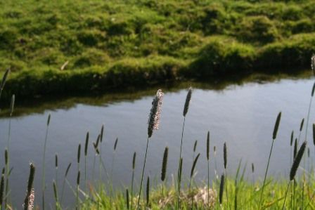 Grassen in bloei 
Foto: Arnold van Vliet