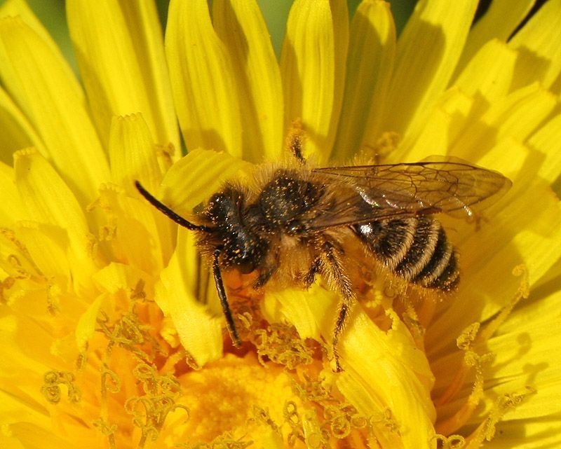Grasbij, één van de 300 wilde bijen in Vlaanderen (Foto: Leo Janssen)