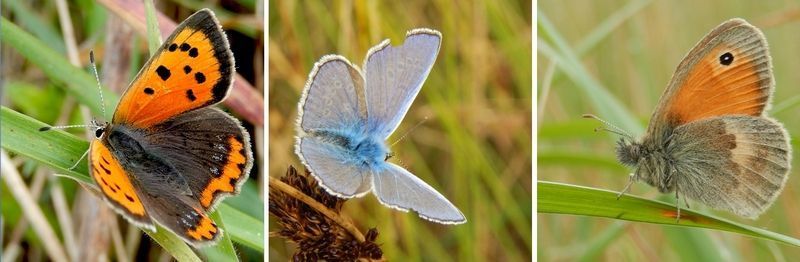 Graslandvlinders die nu (nog) vliegen: v.l.n.r. kleine vuurvlinder, icarusblauwtje en hooibeestje (foto’s: Kars Veling)