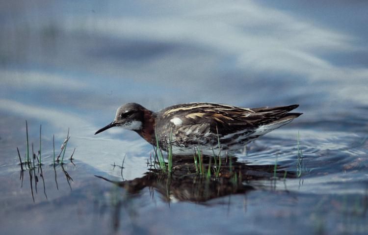 Grauwe franjepoot (foto: IVN Vecht & Plassengebied)