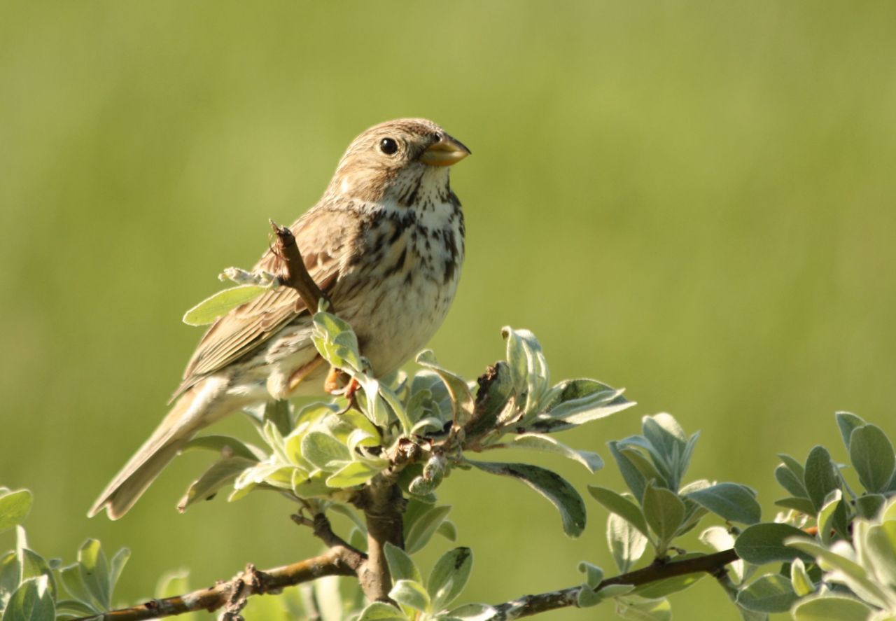 De Grauwe gors is een zeldzame akkervogel in Vlaanderen (foto: Griet Nijs)