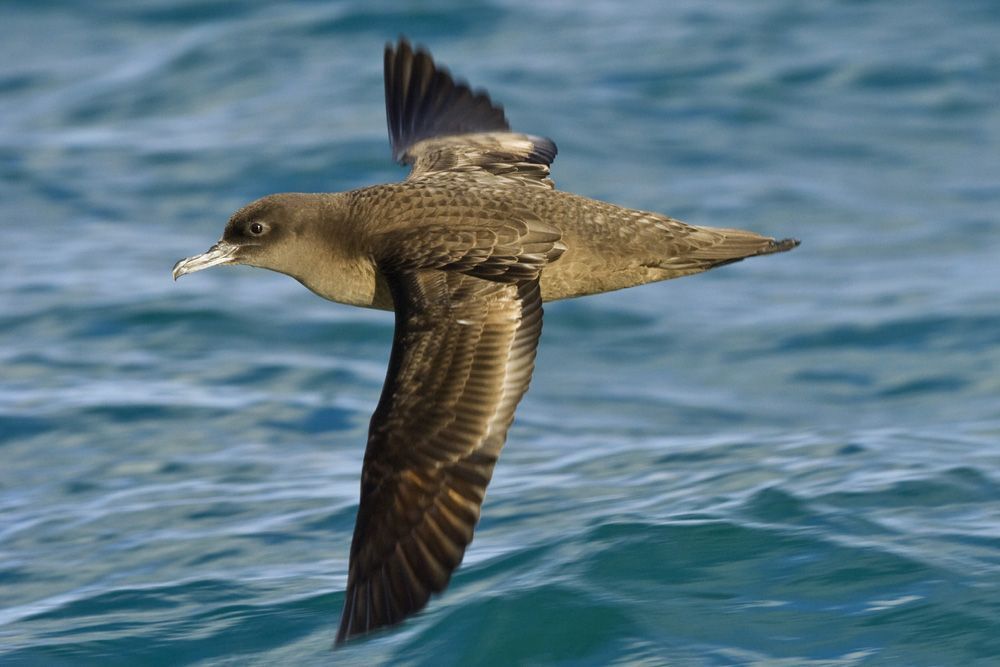 Grauwe pijlstormvogel (foto: Foto Natura)