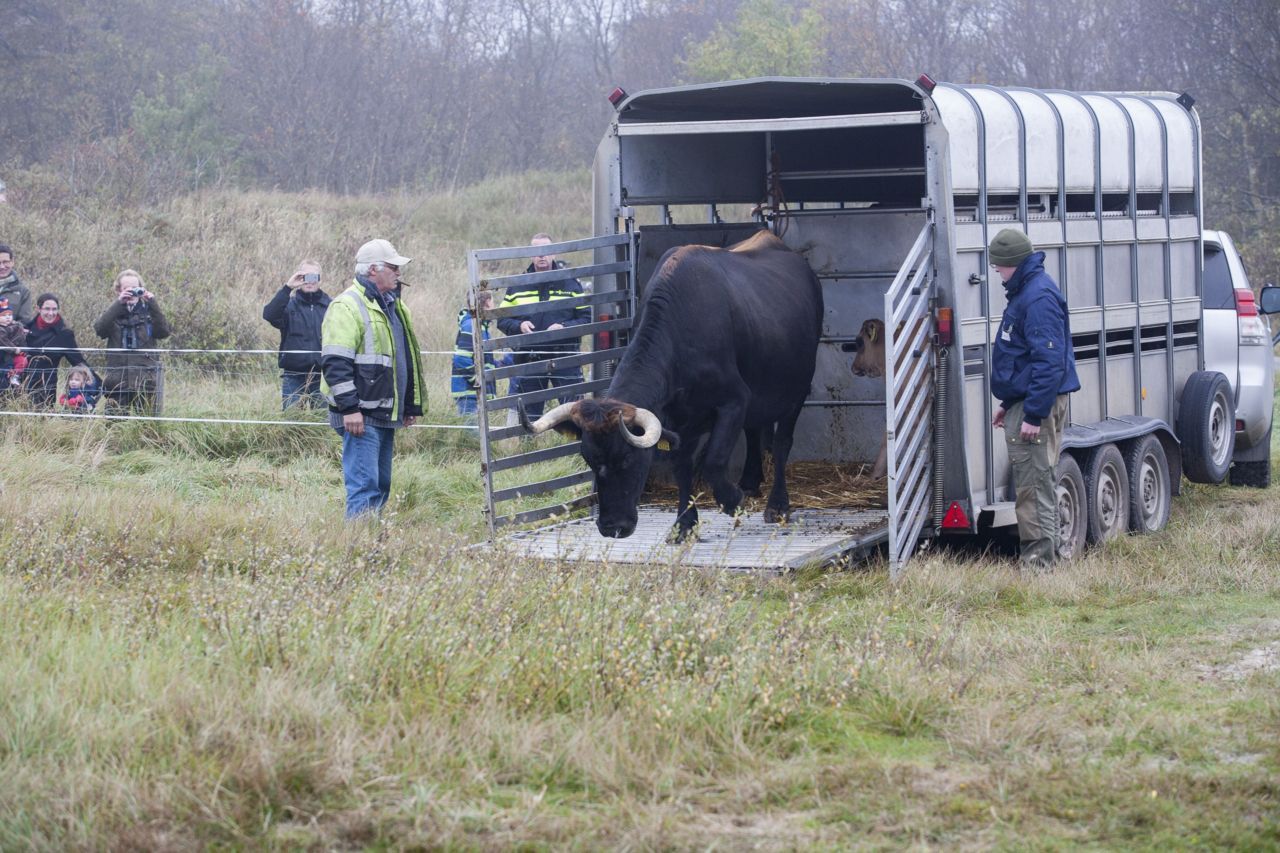 Loslaten van de dieren (foto: Ilja Zonneveld)