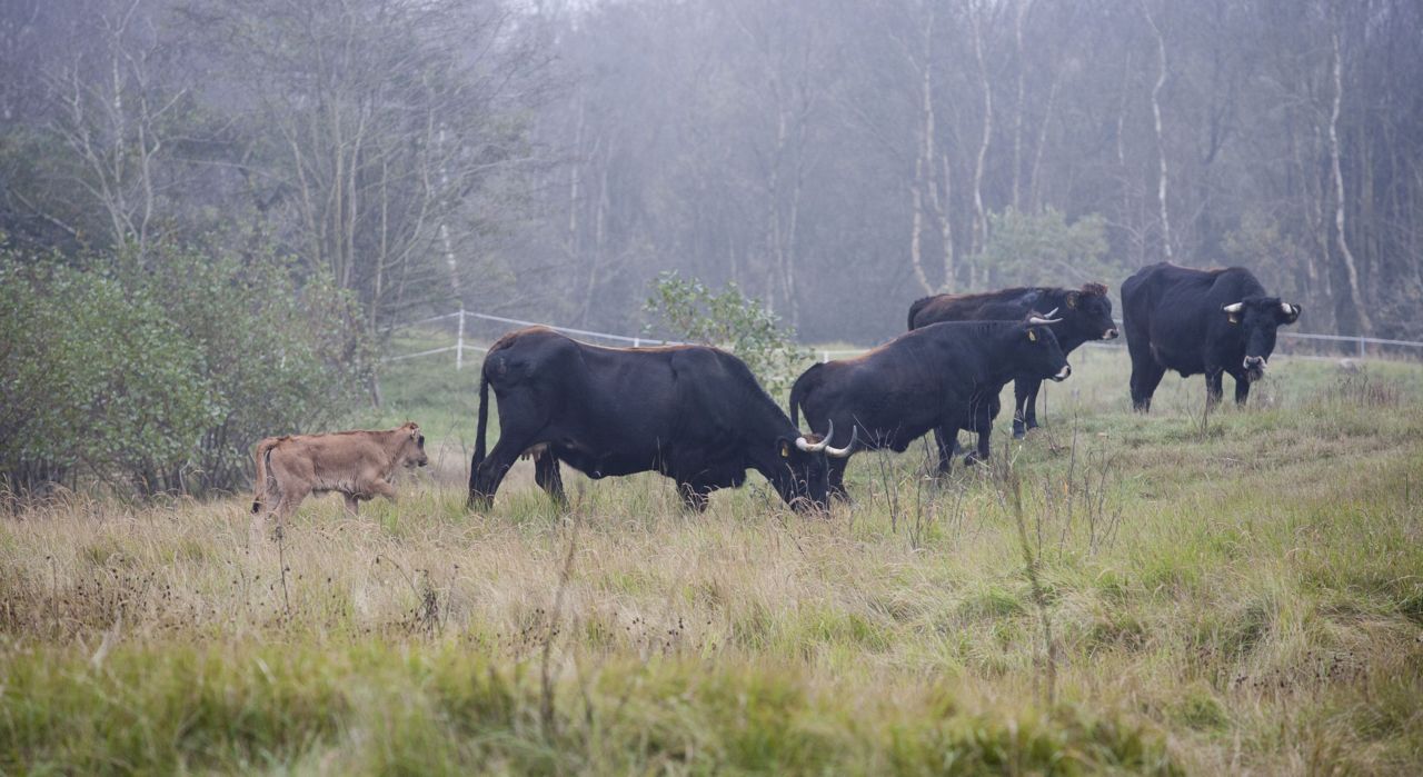 Sayaguesa’s in het duin (foto: Ilja Zonneveld)