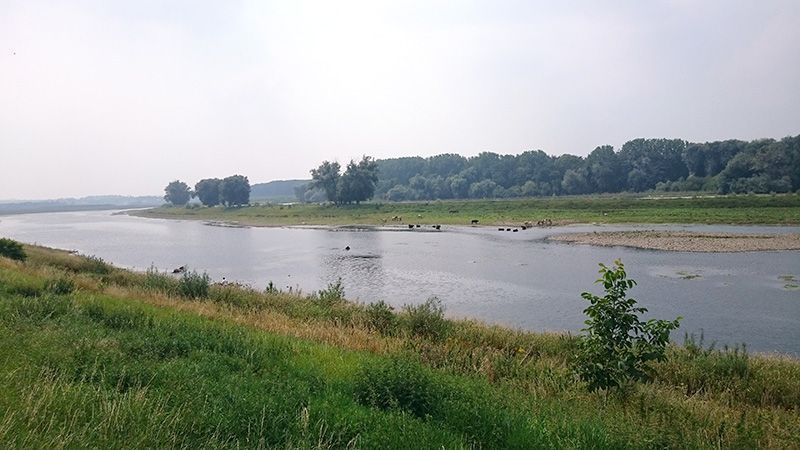Na even terug in Nederland te zijn geweest, zwemt de jonge hengst weer terug naar België, zijn rivaal aan de overkant (links in beeld), kijkt hem nog even na (foto: Laura Kuipers)
