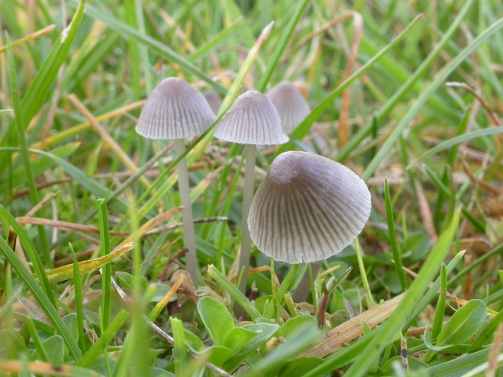 Grijsbruine grasmycena (foto: Roosmarijn Steeman)