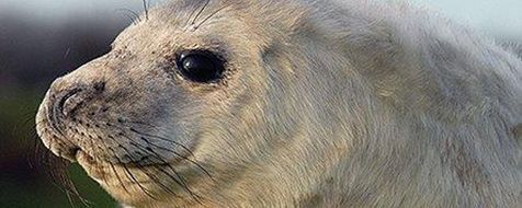 Pups van de grijze zeehond hebben een dikke wintervacht (foto: Salko de Wolf)