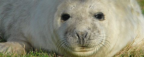 De zeehonden worden in korte tijd moddervet (foto: Salko de Wolf)