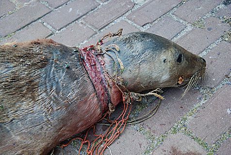 Het net had pijnlijke snijwonden veroorzaakt (foto: Silke Kruk)