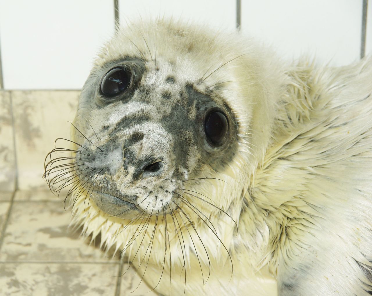 Grijze zeehondenpup (foto: Sytske Dijksen)