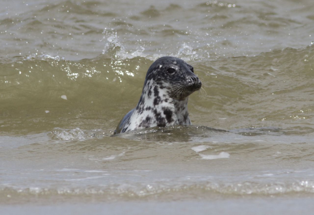 Grijze zeehond (foto: Hans Verdaat)
