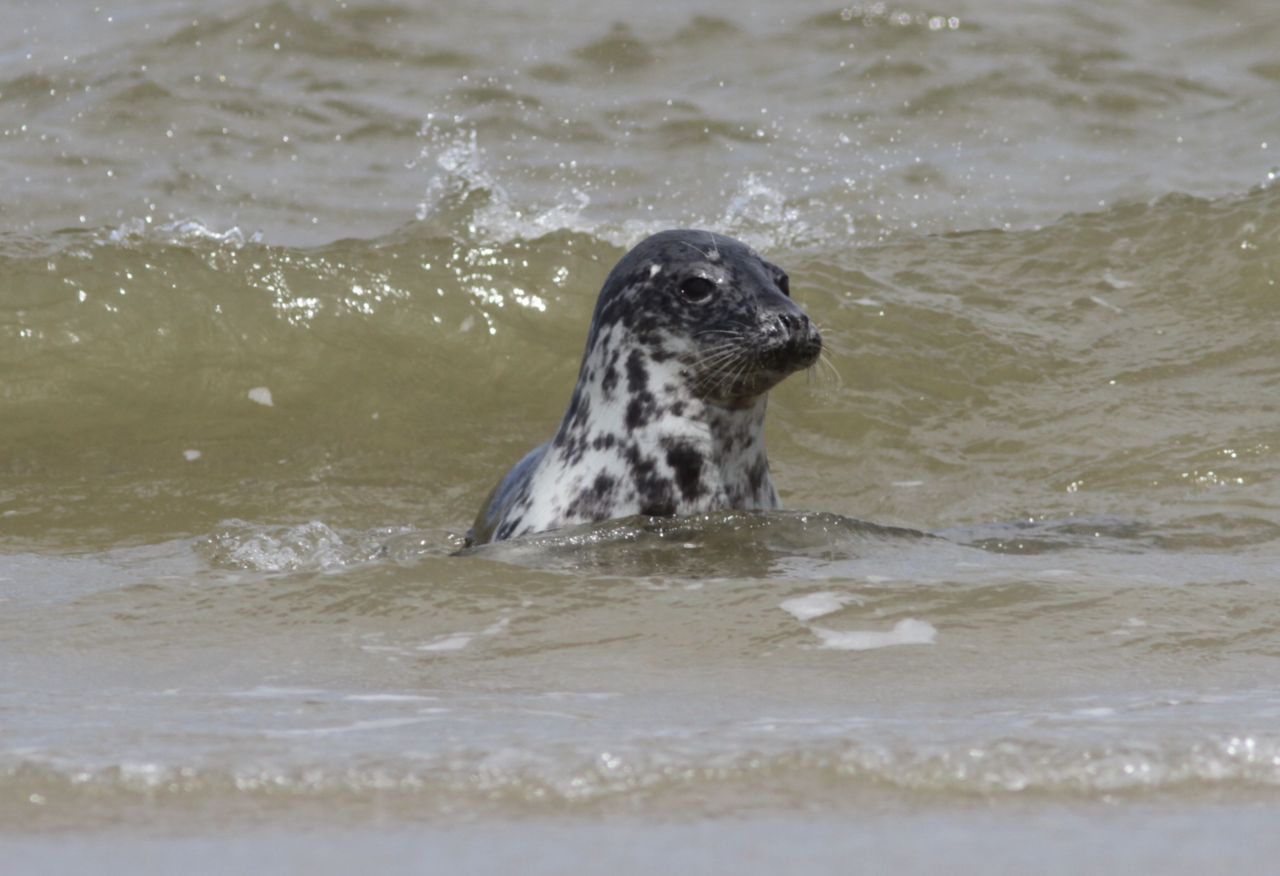 Grijze zeehond (foto: Hans Verdaat)