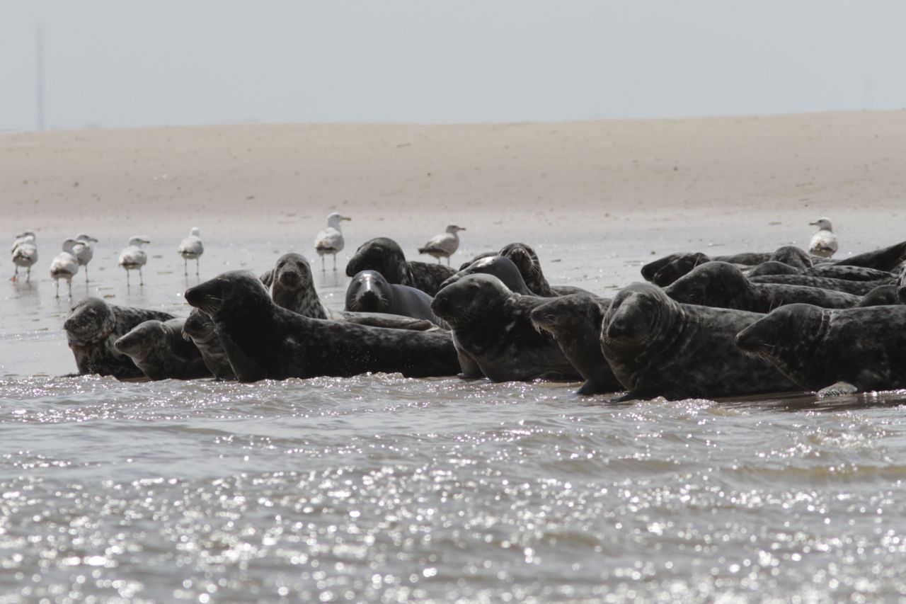 Grijze zeehonden in de Waddenzee komen deels ook uit Groot-Brittannië (foto: Hans Verdaat)