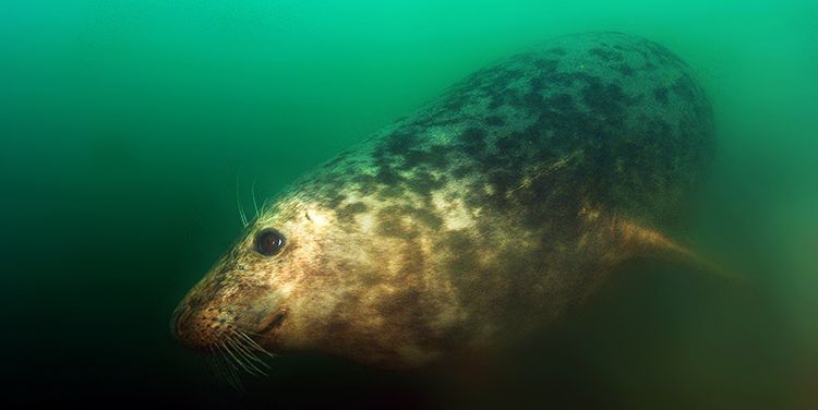 Jonge Grijze zeehond in Oosterschelde, 2014 (foto: Olivier Simons)