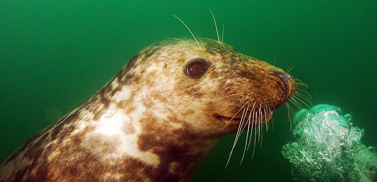 Jonge Grijze zeehond in Oosterschelde, 2014 (foto: Olivier Simons)