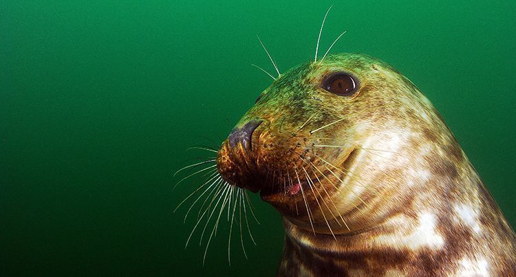 Jonge Grijze zeehond in Oosterschelde, 2014 (foto: Olivier Simons)