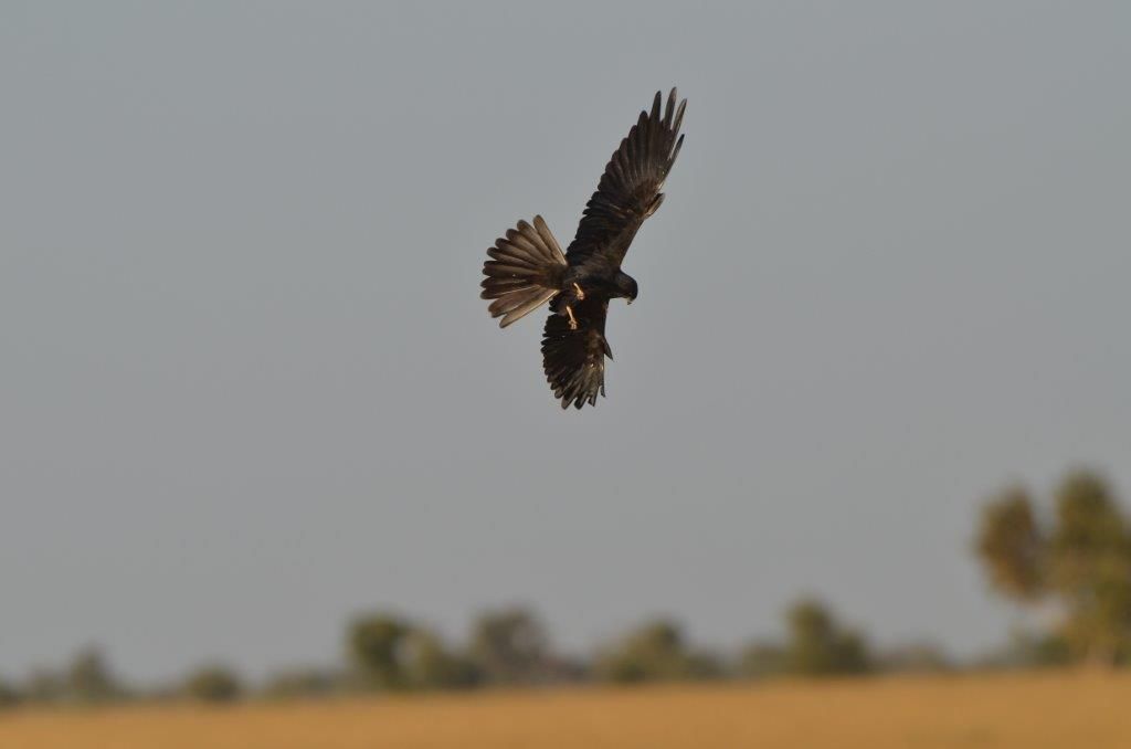 Loggervogel Blacky verblijft ’s zomers in Spanje, ’s winters in Senegal (foto: Ben Koks)