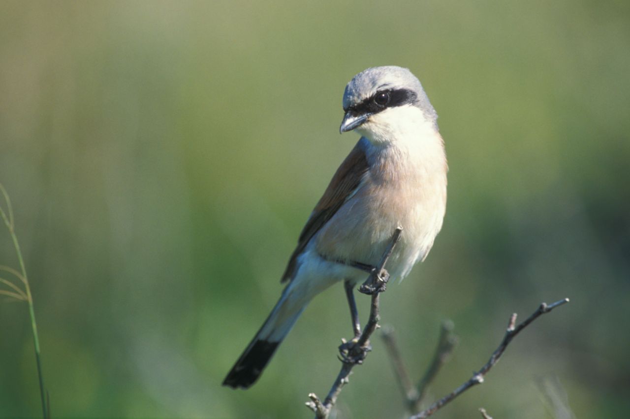 Mannetje van de grauwe klauwier op jacht naar grote insecten (foto: Stichting Bargerveen)