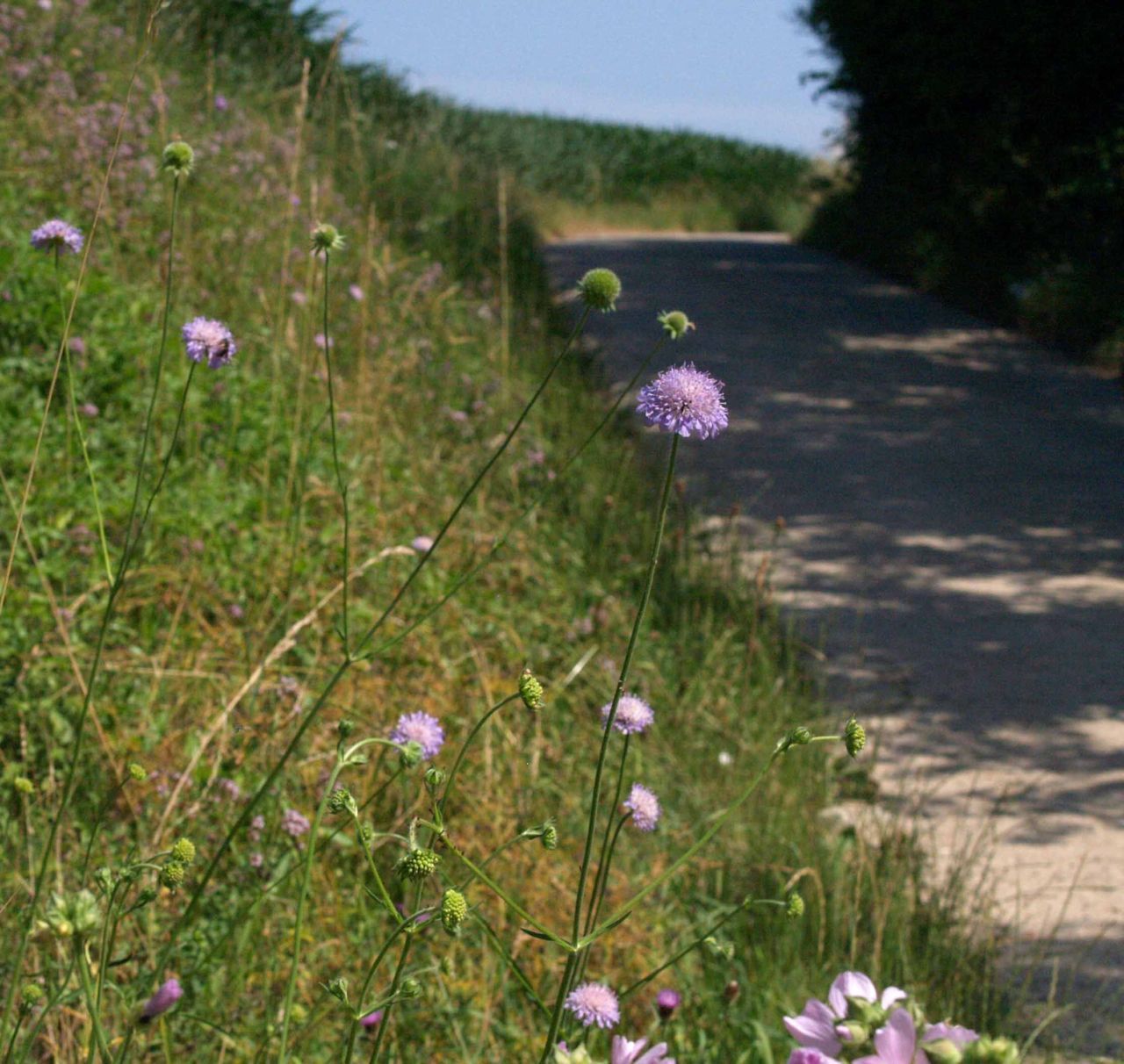 Berm met beemdkroonplanten (foto: Pieter Vanormelingen)