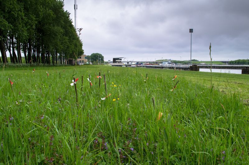 Bijenorchis afgezet met stokjes door een omwonende. Door overleg met de terreineigenaar en het afzetten van de planten worden zij niet meer afgemaaid tijdens de bloei (foto: Mark Meijrink)