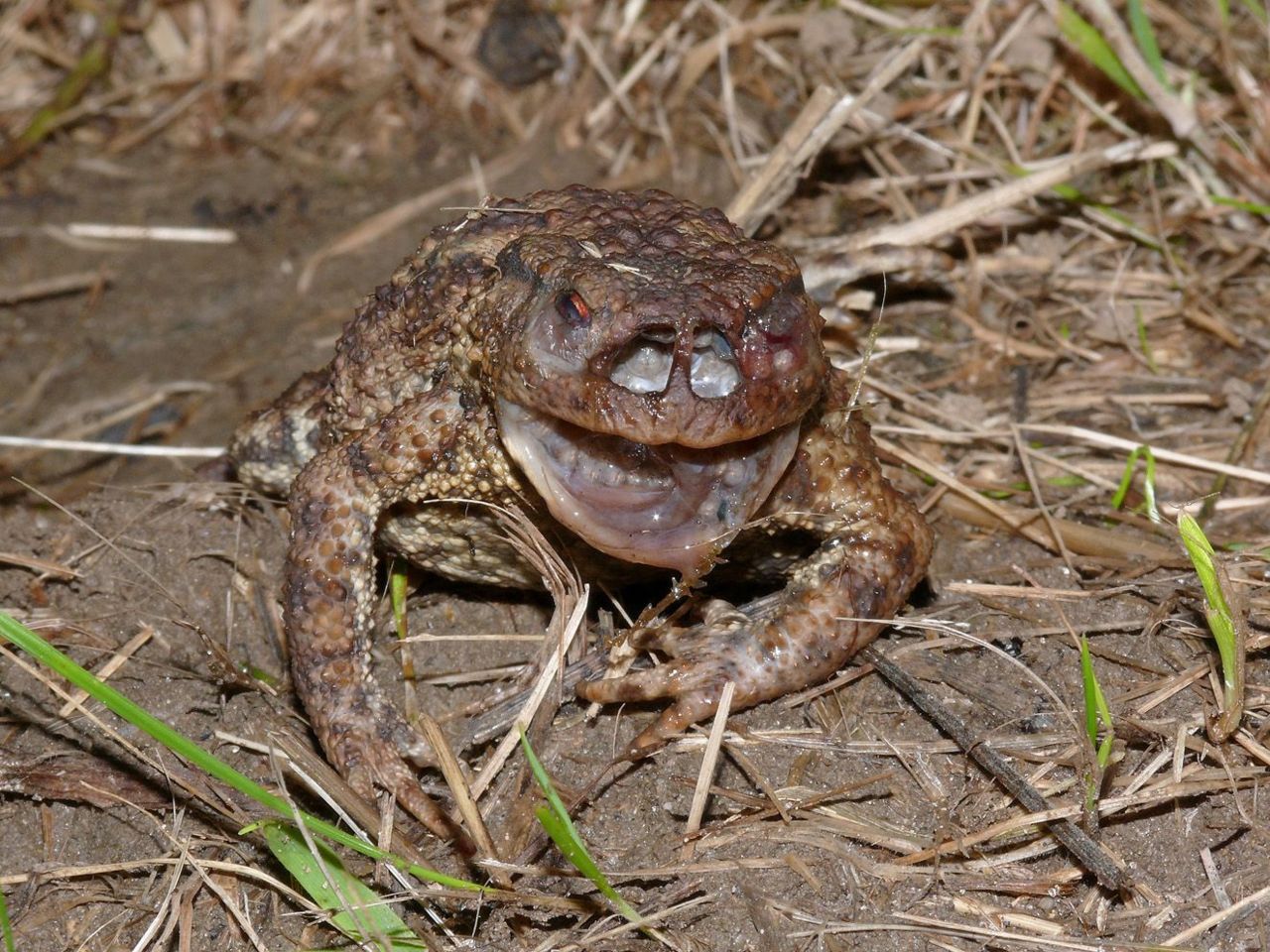 Een Gewone pad, zwaar aangetast door de Groene paddenvlieg (foto: Marc Herremans)