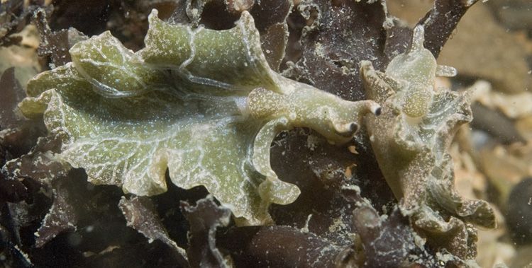 Groene wierslakken (foto: Peter H. van Bragt)