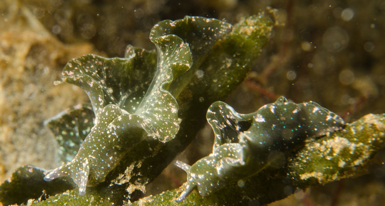 Groene wierslakken zijn in juni 2015 voor het eerst bij ’t Horntje, Texel, aangetroffen (foto: Peter H van Bragt)